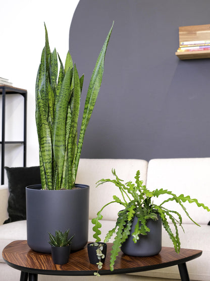 Sansevieria Zeylanica_4
