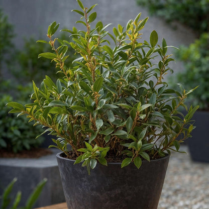 Sarcocoque - 2 Pzs - Sarcococca 'confusa' - Altura 30-40cm - ⌀17cm_1