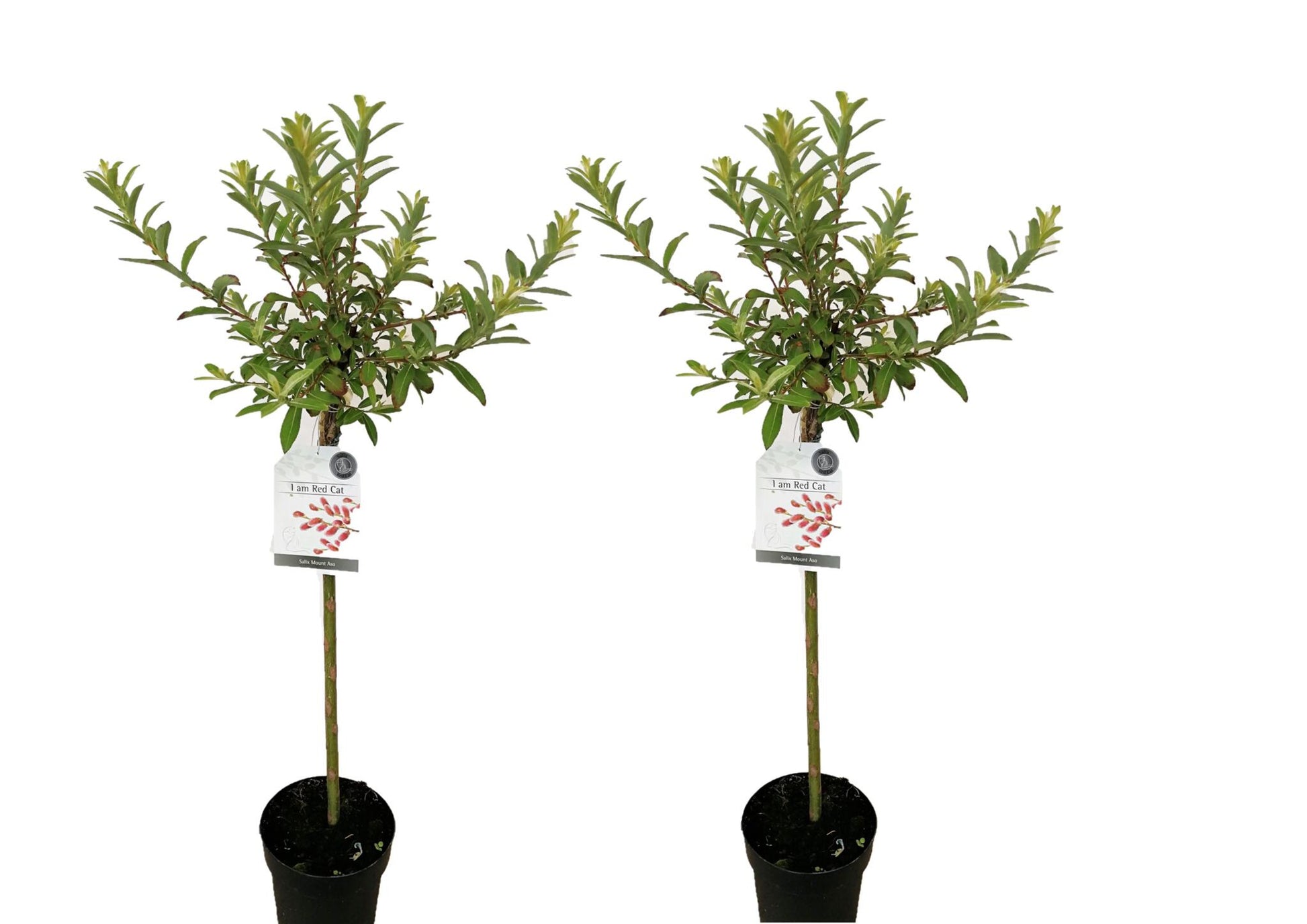 Sauce Arbustivo - 2 Pzs - Salix Gracilistyla 'mount Aso' - A100-110cm - ⌀19cm_0