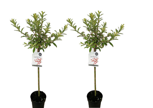 Sauce Arbustivo - 2 Pzs - Salix Gracilistyla 'mount Aso' - A100-110cm - ⌀19cm_0
