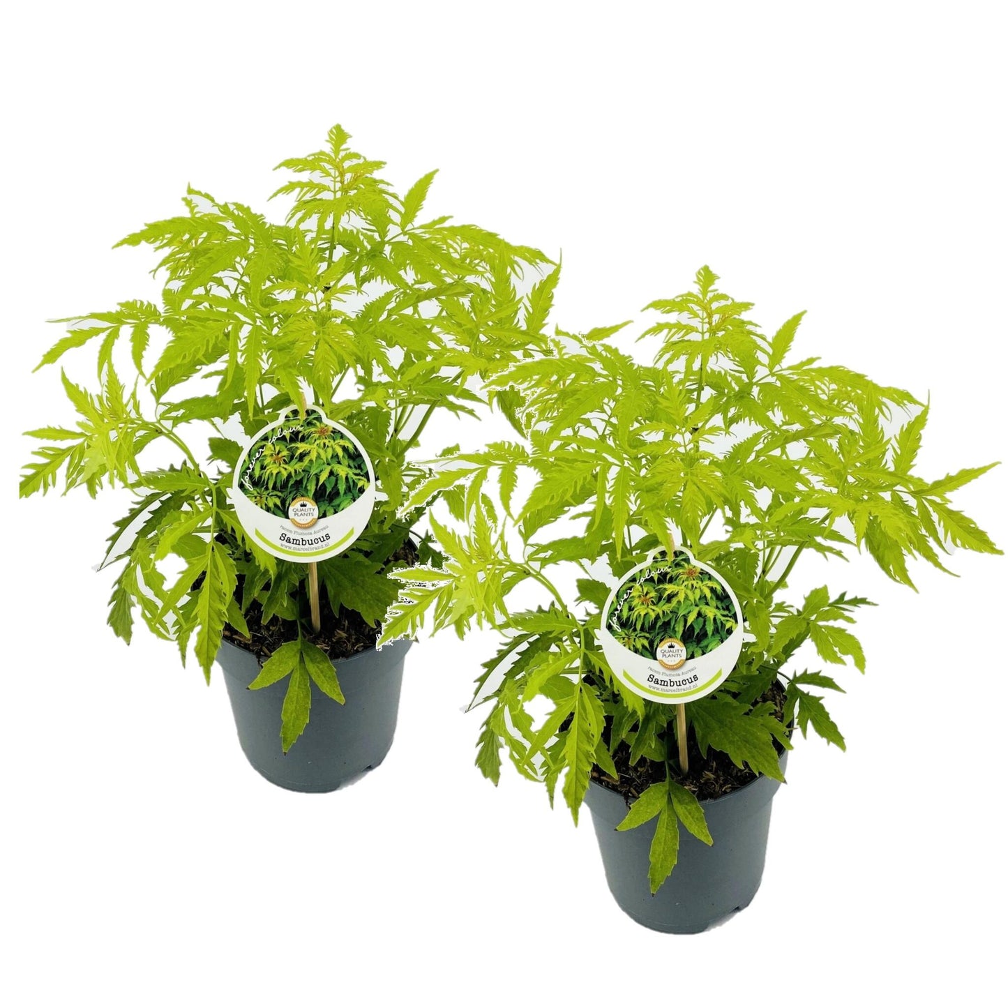 Saúco - 2 Pzs - Sambucus Nigra 'aurea' - Altura 25-40cm - ⌀17cm_0