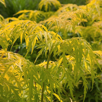 Saúco - 2 Pzs - Sambucus Nigra 'aurea' - Altura 25-40cm - ⌀17cm_1