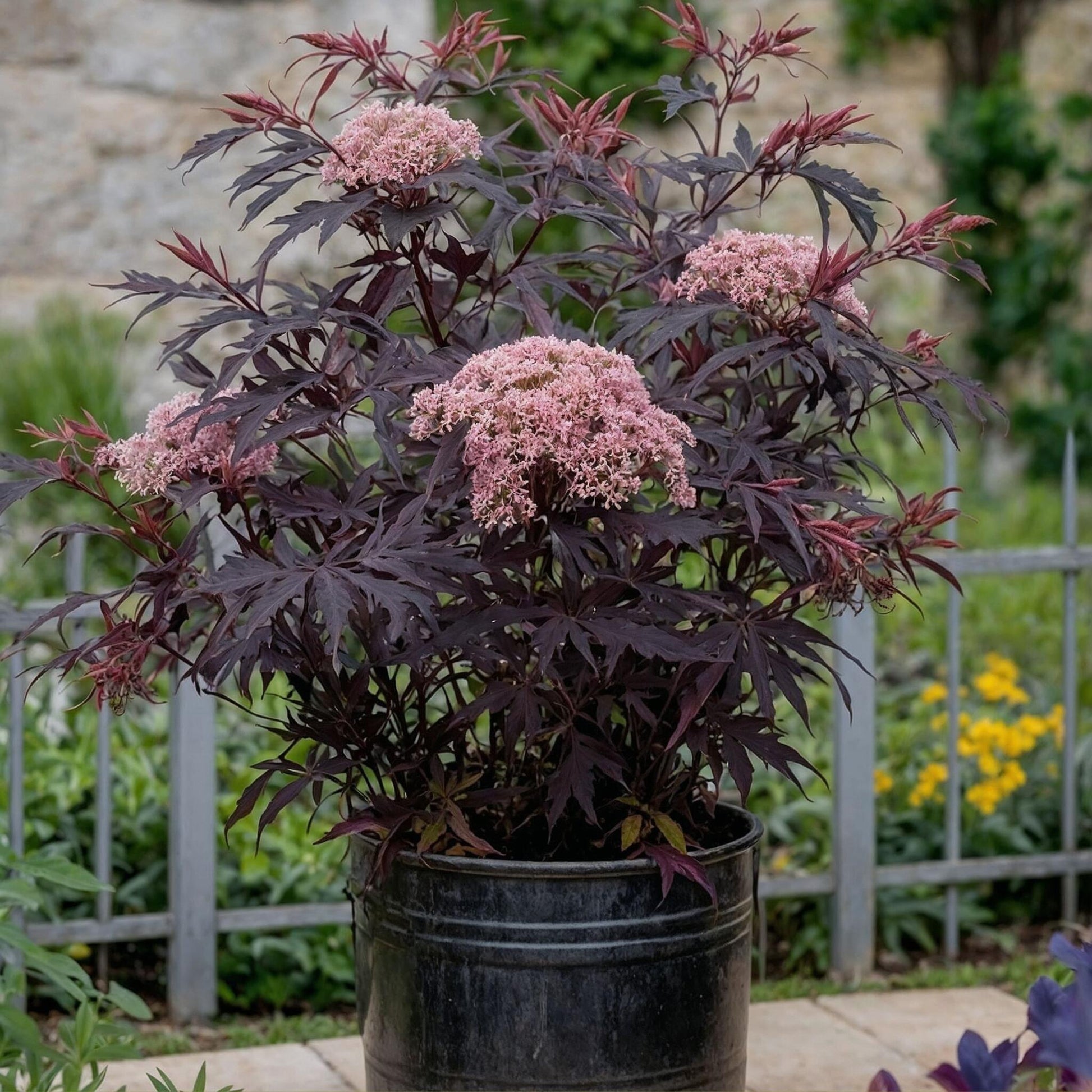 Saúco - 2 Pzs - Sambucus Nigra 'black Lace' - Altura 25-40cm - ⌀17cm_1