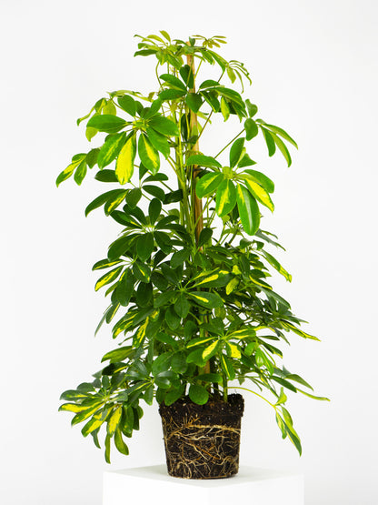 Scheffera | Altura 110cm - Diámetro 20cm_0