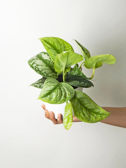 Scindapsus Pictus Trebie | Altura 25cm- Diámetro 12cm_0