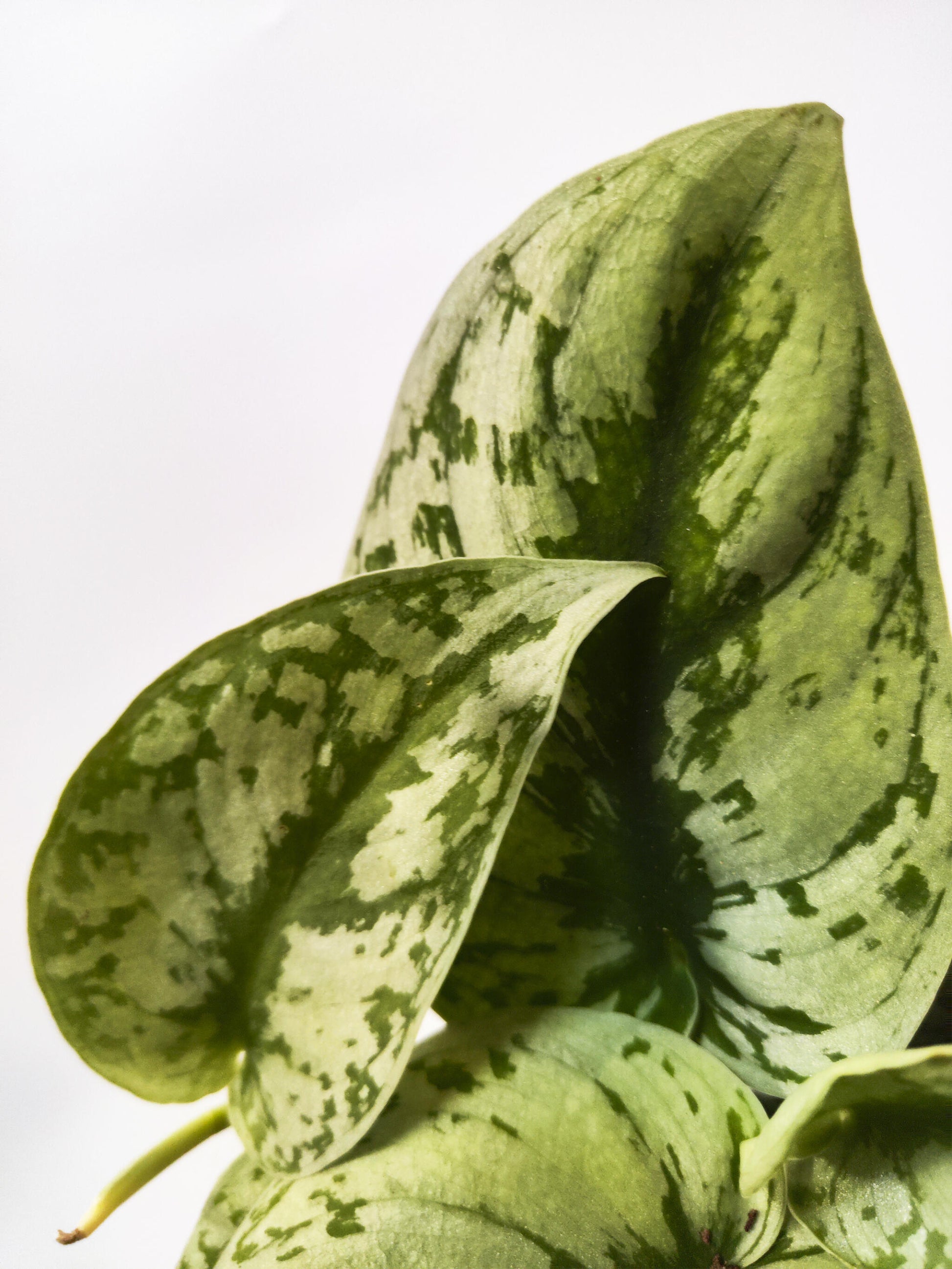 Scindapsus Pictus Trebie | Altura 25cm- Diámetro 12cm_1