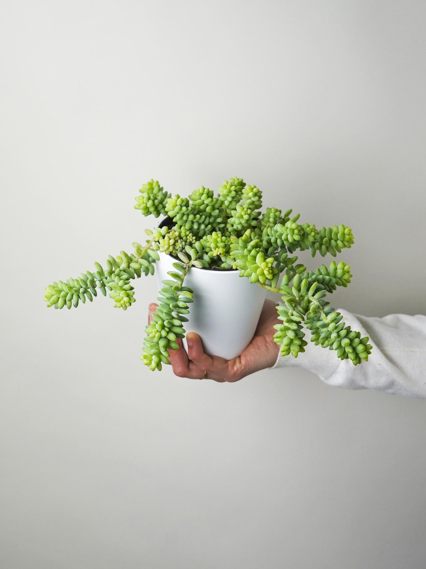Sedum Burrito_1