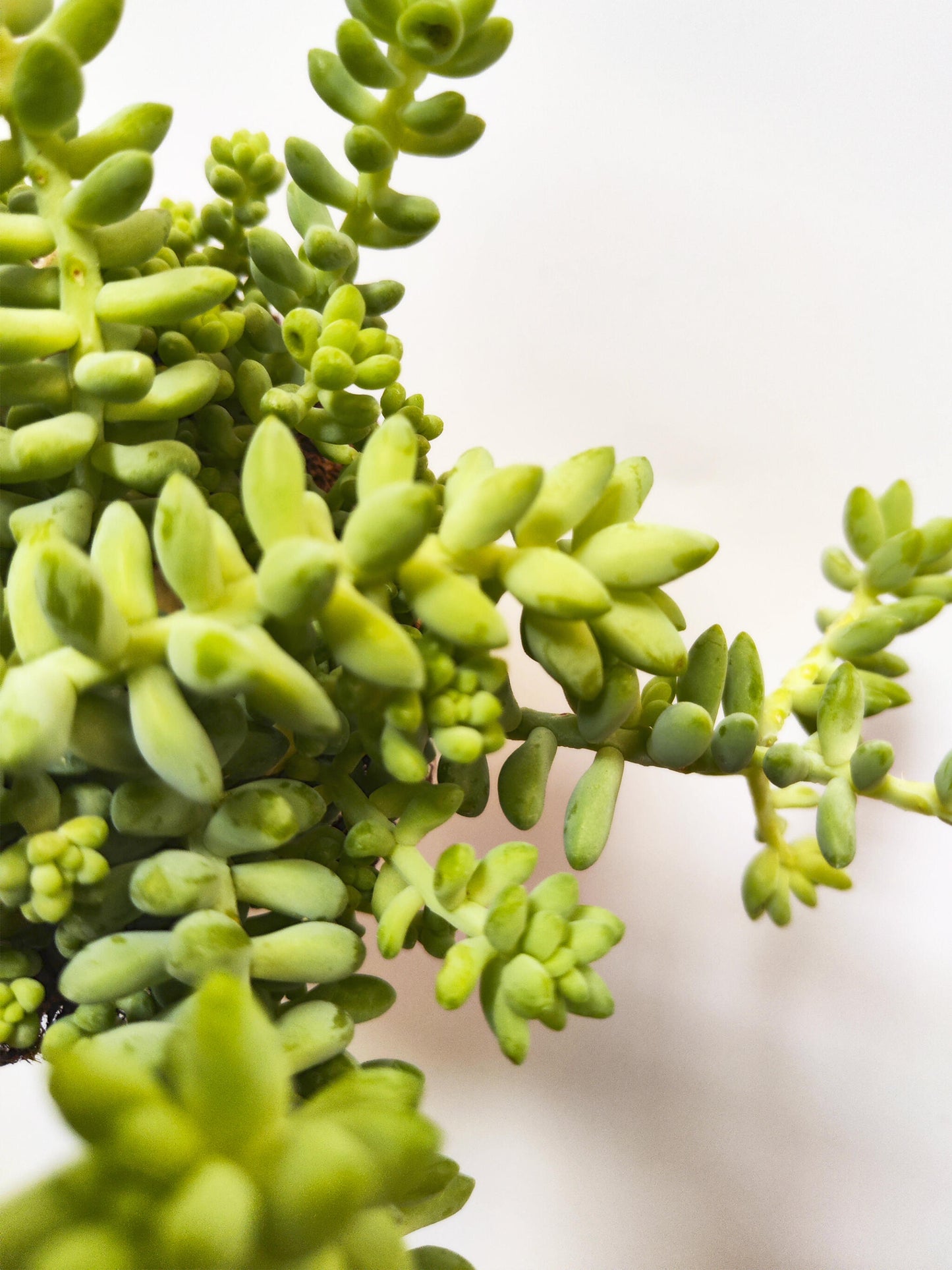 Sedum Burrito_3