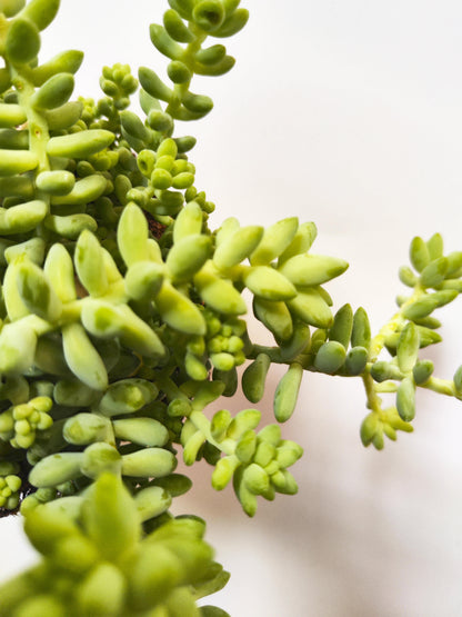 Sedum Burrito_3