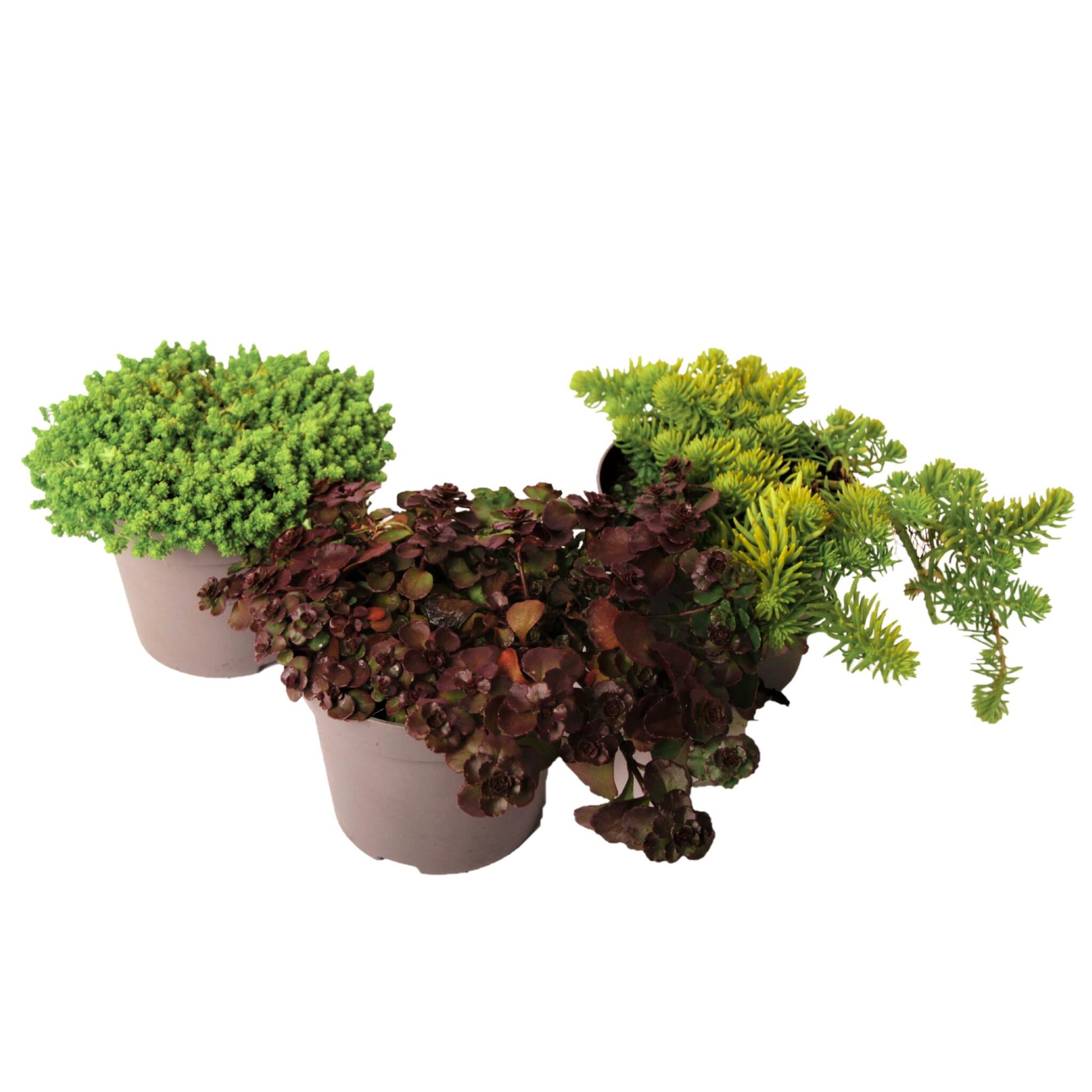 Sedum De Colores - 3 Pzs - Sedum Reflexum - Altura 10-15cm - ⌀12cm_0