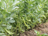 Sementes De Fava Superaguadulce Ecológicas