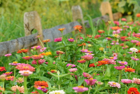 Semillas Mix Flores Para Ramos Ecológicas_0
