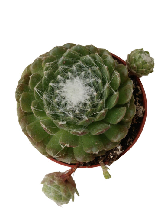 Sempervivum Arachnoideum Planta Suculenta Ø5cm_0