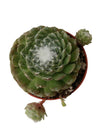 Planta Suculenta Sempervivum Arachnoideum Ø5 Cm