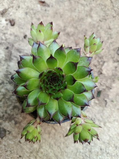 Sempervivum Mix Planta De Exterior 1 Unidad Aleatoria_1