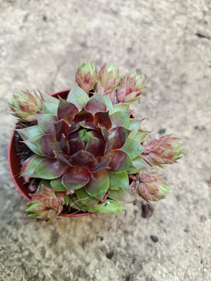 Sempervivum Mix Planta De Exterior 1 Unidad Aleatoria_2