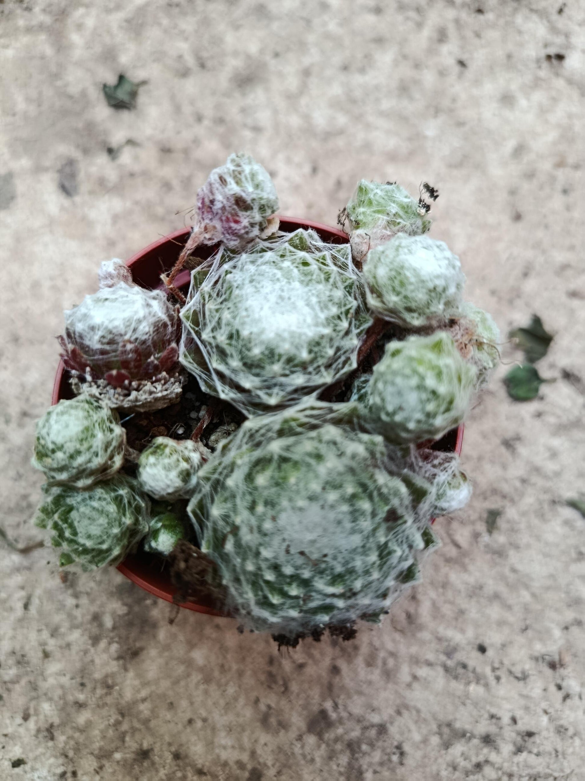 Sempervivum Mix Planta De Exterior 1 Unidad Aleatoria_3