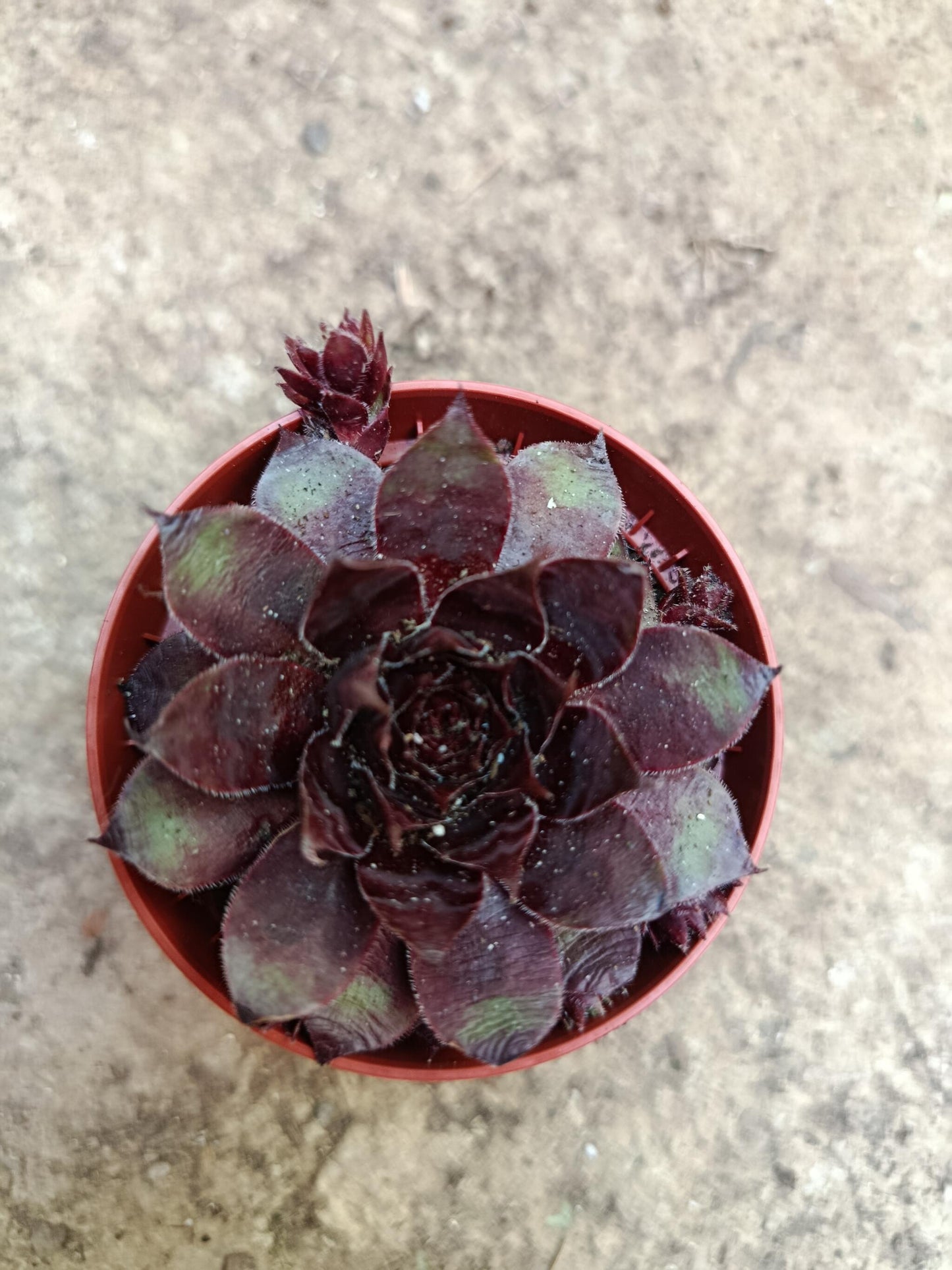 Sempervivum Mix Planta De Exterior 1 Unidad Aleatoria_4