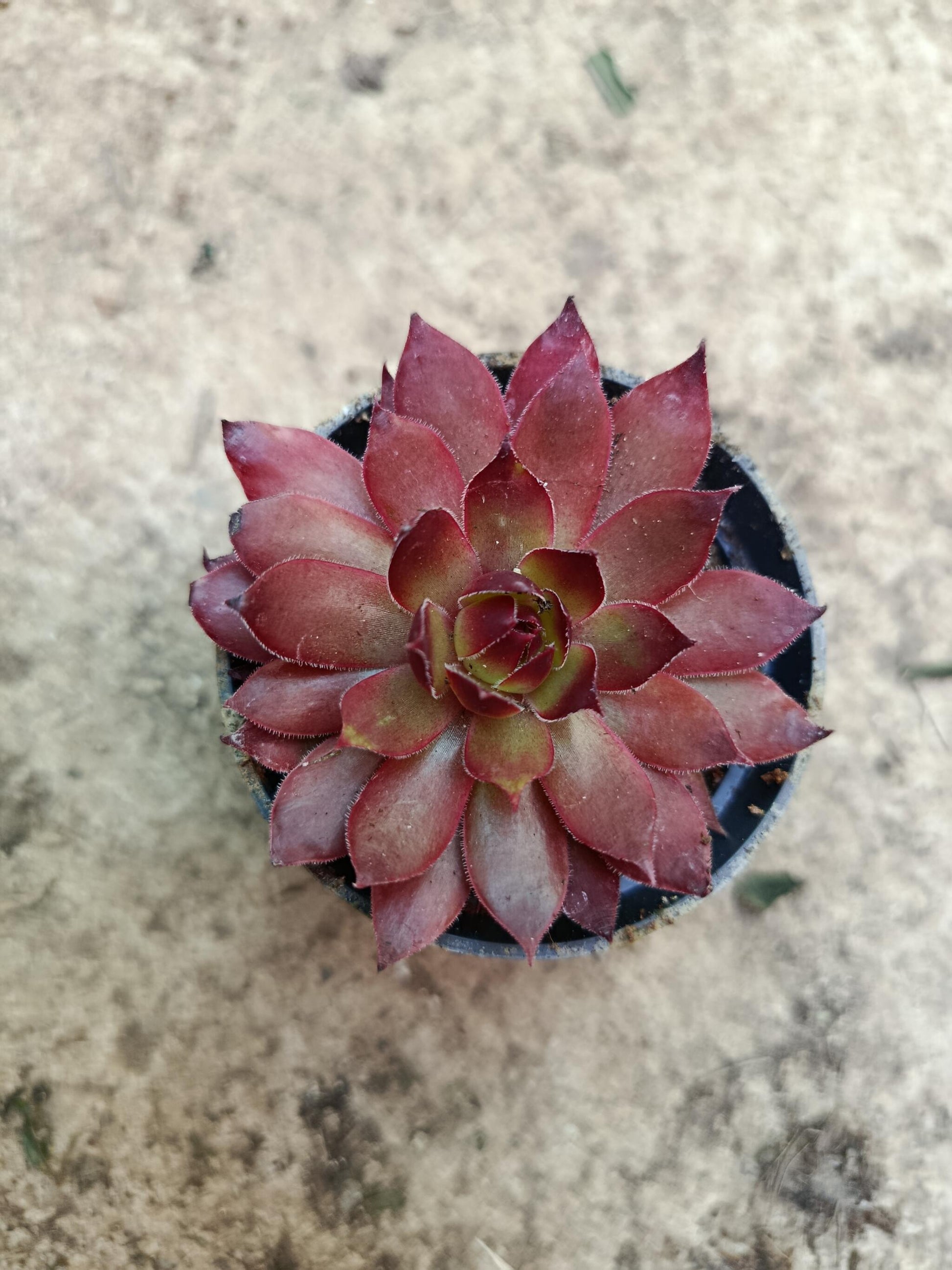 Sempervivum Mix Planta De Exterior 1 Unidad Aleatoria_5