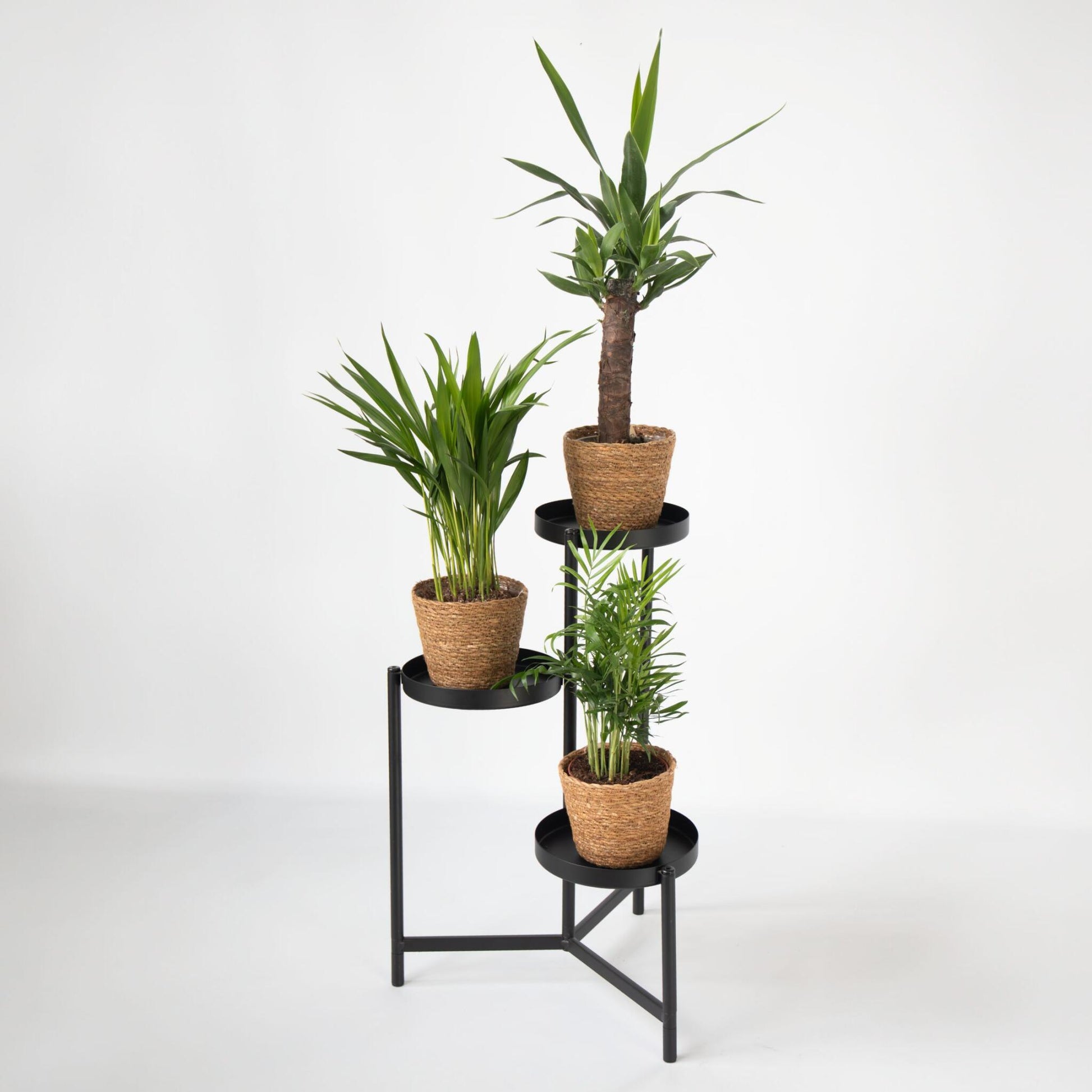 Set De 3 Mini Palmeras Con Cestas - Altura 25-40cm - ⌀12cm_1