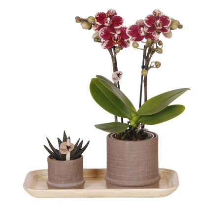 Set De Regalo Orquídea 'cocktail S' - Phalaenopsis - Altura 30cm_0