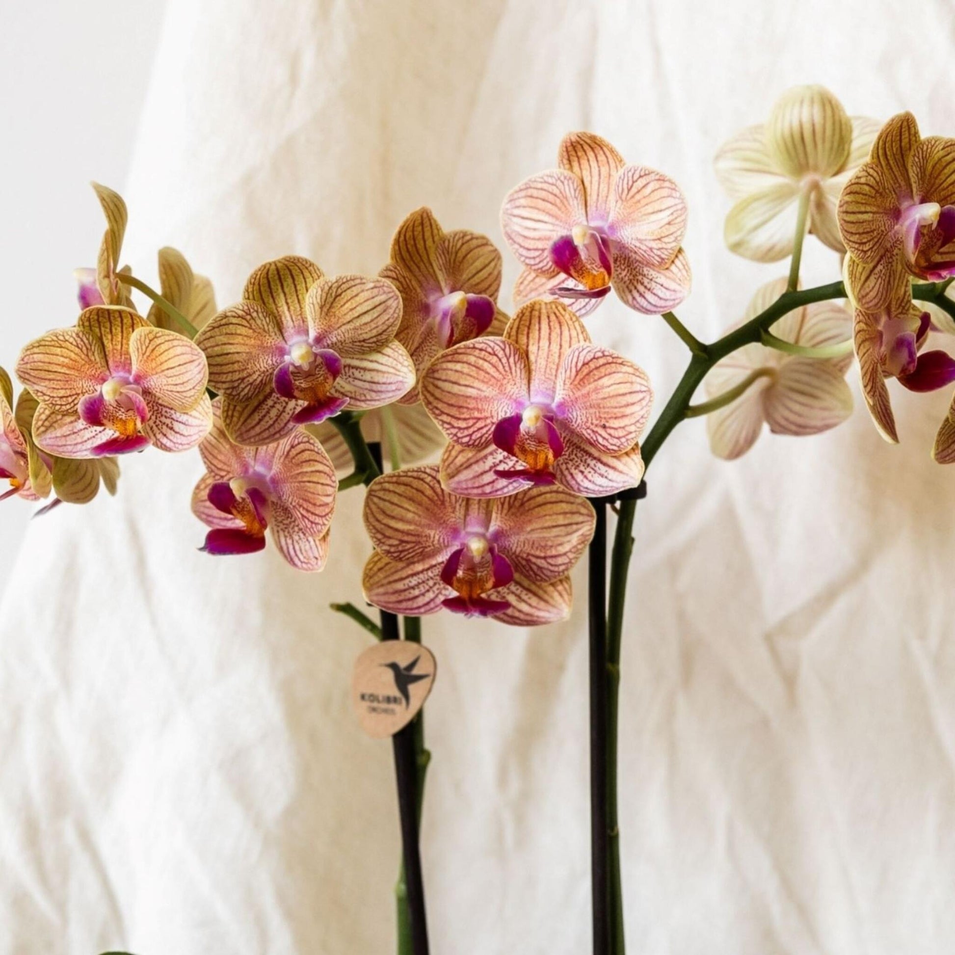 Set De Regalo Orquídea 'cocktail S' - Phalaenopsis - Altura 30cm_3