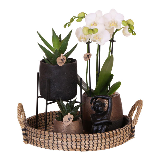 Set De Regalo Orquídea 'copper Xl' - Phalaenopsis - Altura 35cm_0
