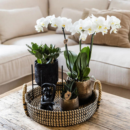 Set De Regalo Orquídea 'copper Xl' - Phalaenopsis - Altura 35cm_1