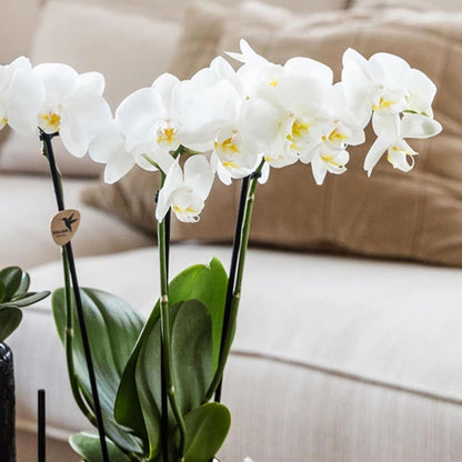 Set De Regalo Orquídea 'copper Xl' - Phalaenopsis - Altura 35cm_3