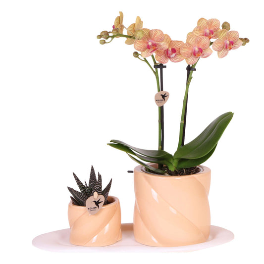 Set De Regalo Orquídea 'orange S' - Phalaenopsis - Altura 30cm_0