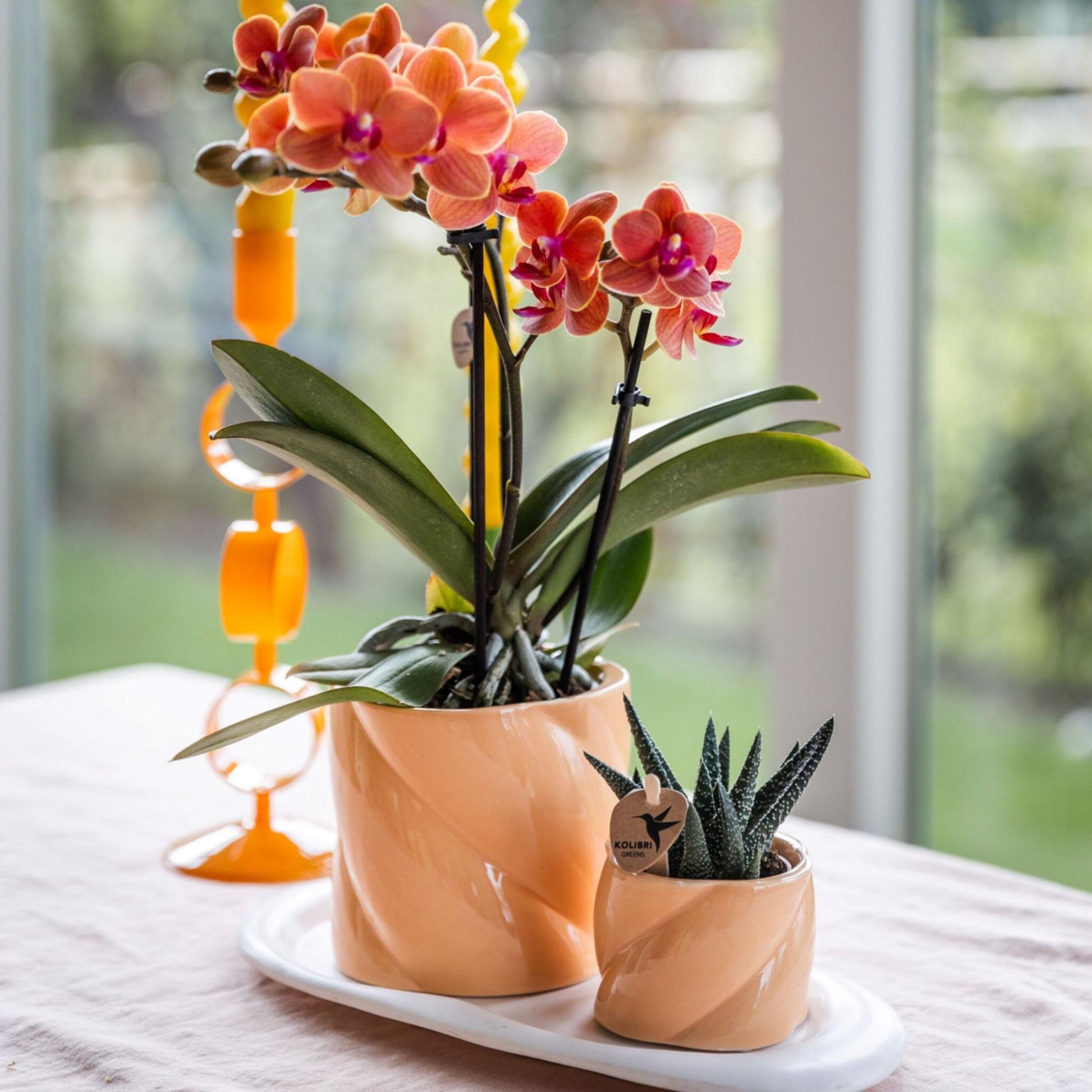 Set De Regalo Orquídea 'orange S' - Phalaenopsis - Altura 30cm_1