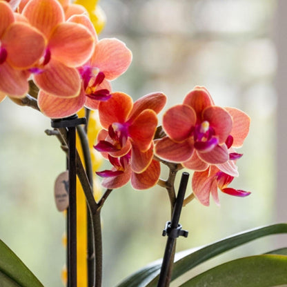 Set De Regalo Orquídea 'orange S' - Phalaenopsis - Altura 30cm_3