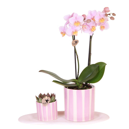 Set De Regalo Orquídea 'pink S' - Phalaenopsis - Altura 30cm_0