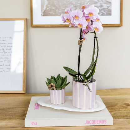 Set De Regalo Orquídea 'pink S' - Phalaenopsis - Altura 30cm_1