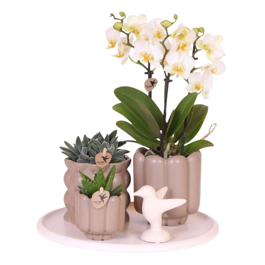 Set De Regalo Orquídea 'white Tray Xl' - Phalaenopsis - Altura 35cm_0