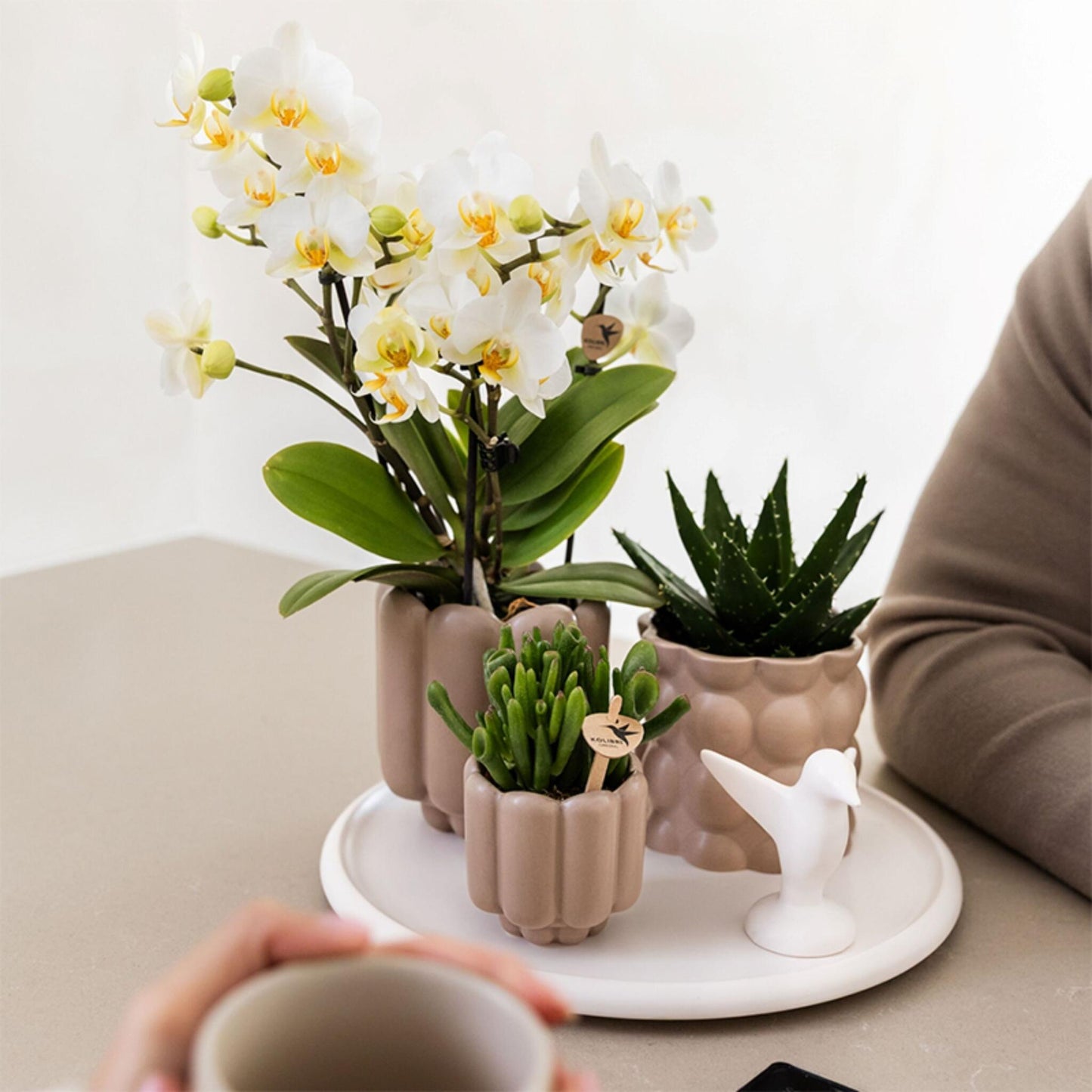 Set De Regalo Orquídea 'white Tray Xl' - Phalaenopsis - Altura 35cm_4