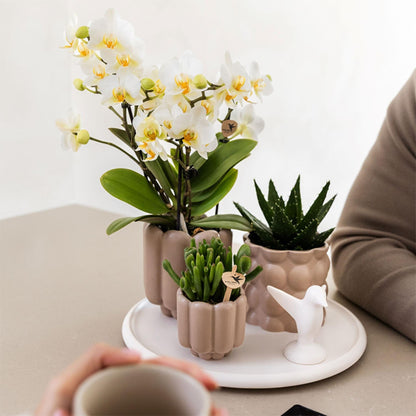 Set De Regalo Orquídea 'white Tray Xl' - Phalaenopsis - Altura 35cm_4