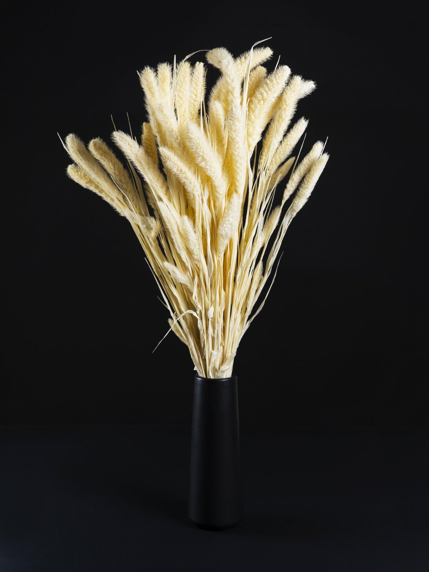 Setaria Seca_1