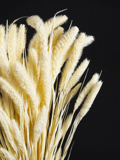 Setaria Seca_2