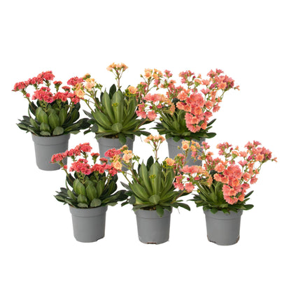 Siskiyou Lewisia - 6 Pzs - Lewisia Cotyledon - Altura 10-20cm - ⌀10cm_0