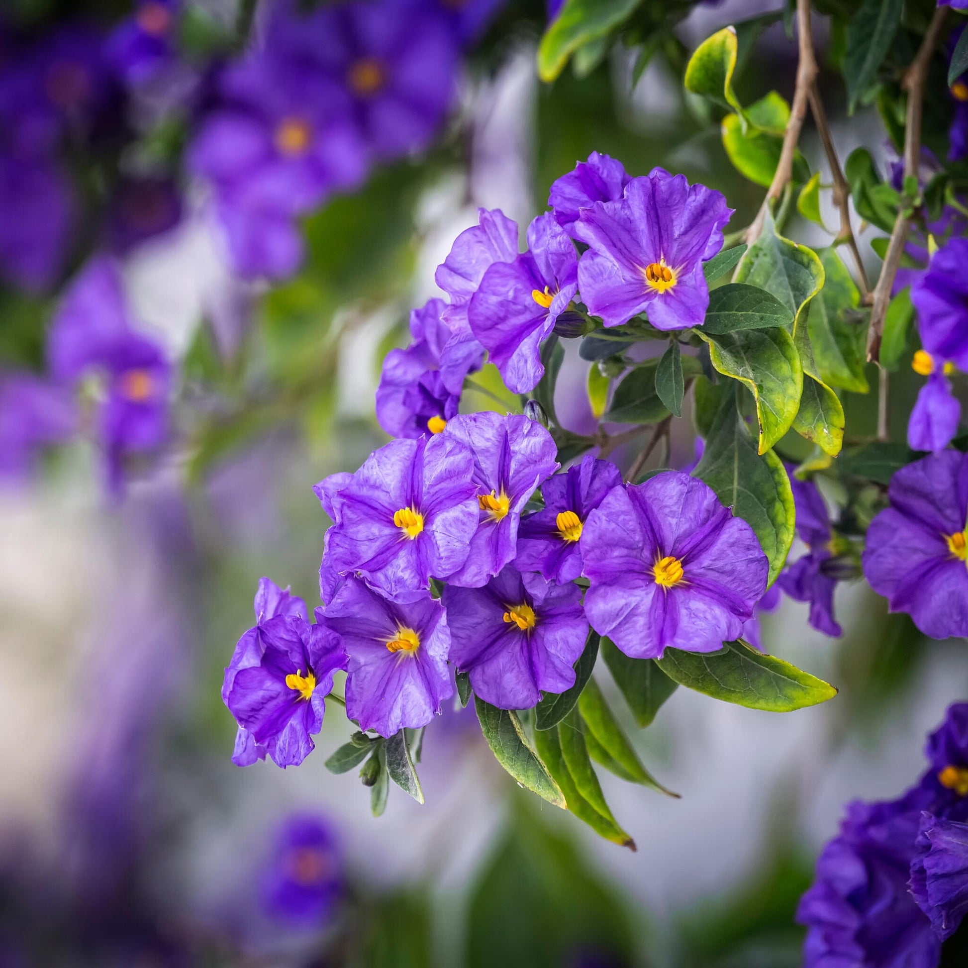Solano De Flor Azul - 3 Pzs - Lycianthes Rantonnetii - Altura 25-40cm - ⌀9cm_3