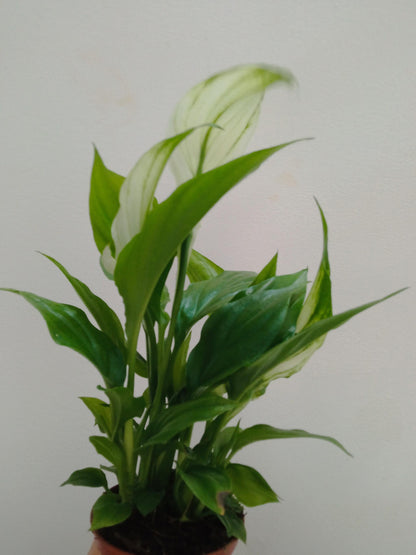 Spathiphyllum Chopin Pro Planta De Interior Ø6_0
