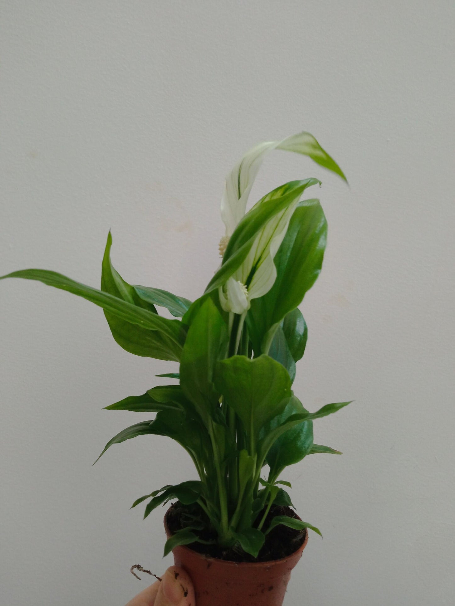 Spathiphyllum Chopin Pro Planta De Interior Ø6_1