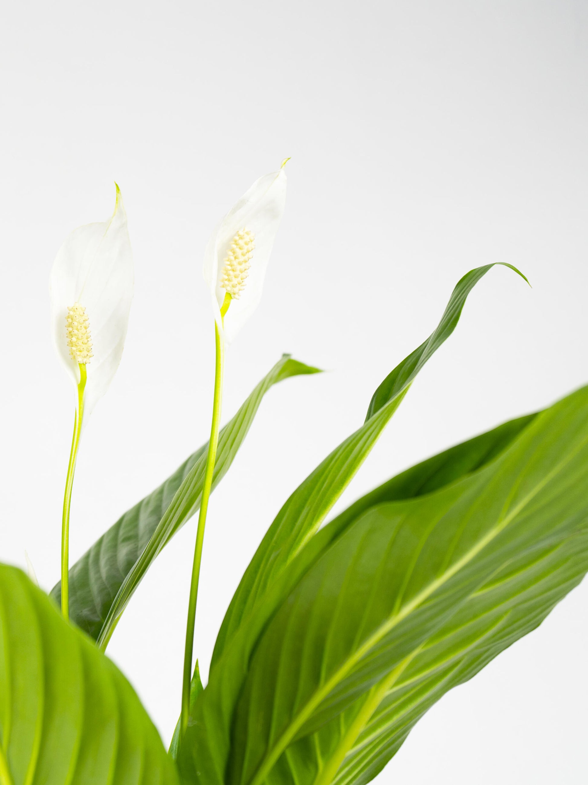 Spathiphyllum O Cuna De Moisés | Altura 75cm - Maceta 17cm_1