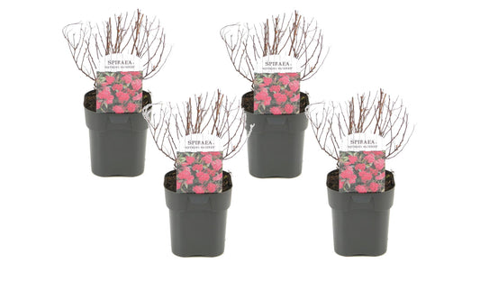 Spiraea Rosada - 4 Pzs - Spiraea Japonica 'dark Pink' - Altura 25-40cm - ⌀17cm_0