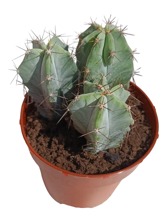 Stenocereus Pruinosus Planta Suculenta Natural Ø8_0