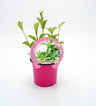 Stevia Em Vaso 10,5 Cm. Natural - Fitoralia