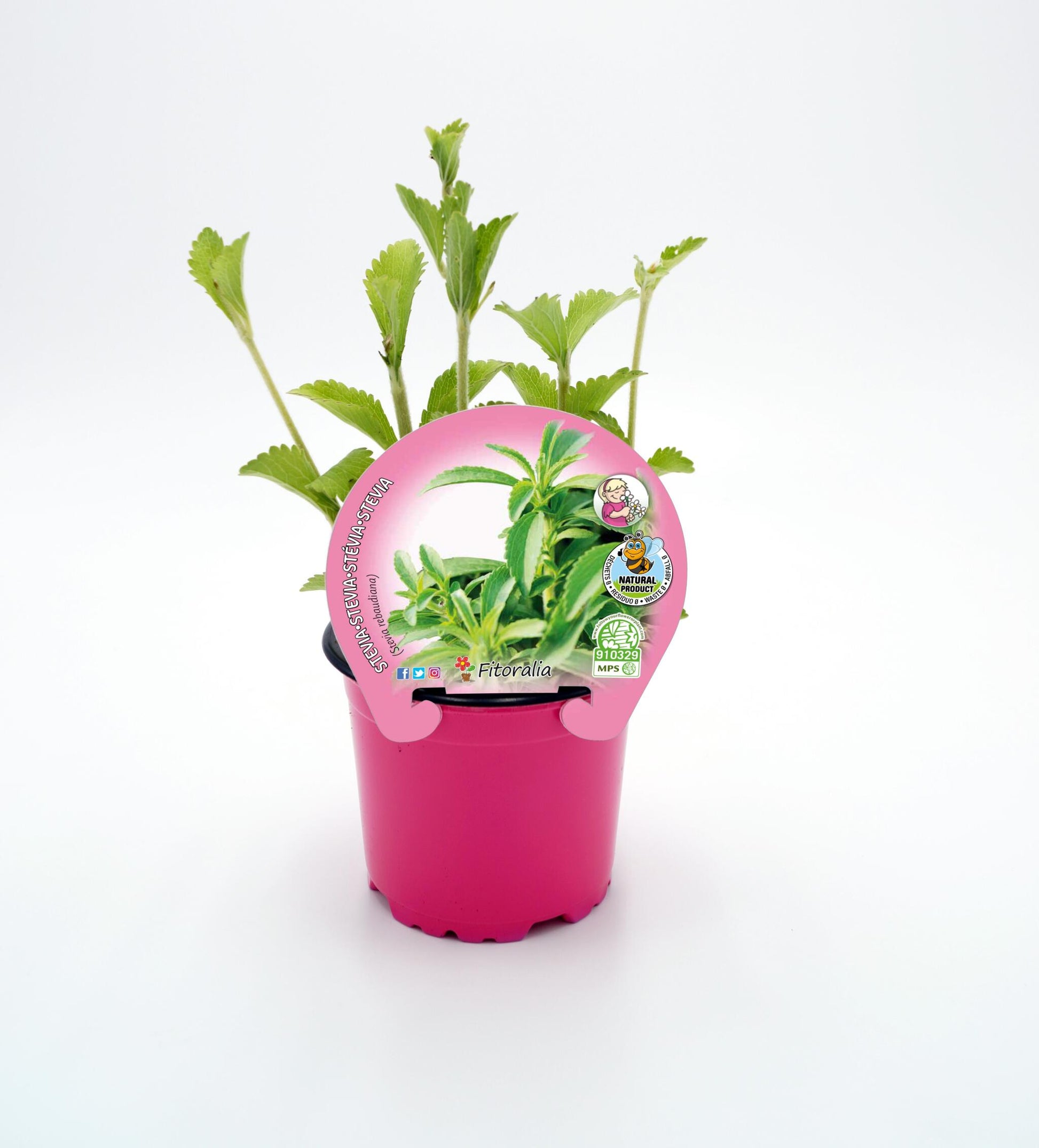 Stevia En Maceta 10,5 Cm. Natural - Fitoralia_0