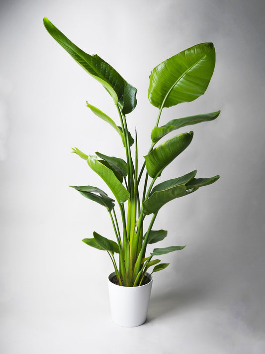 Strelitzia O Ave Del Paraíso | Altura 120cm - Maceta 20cm_0