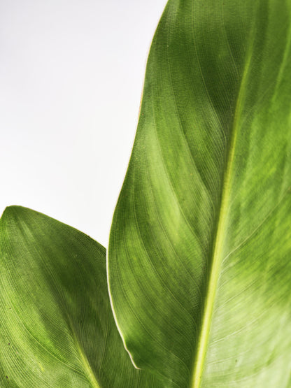 Strelitzia O Ave Del Paraíso | Altura 120cm - Maceta 20cm_2